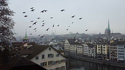 Birds overlooking Zurich